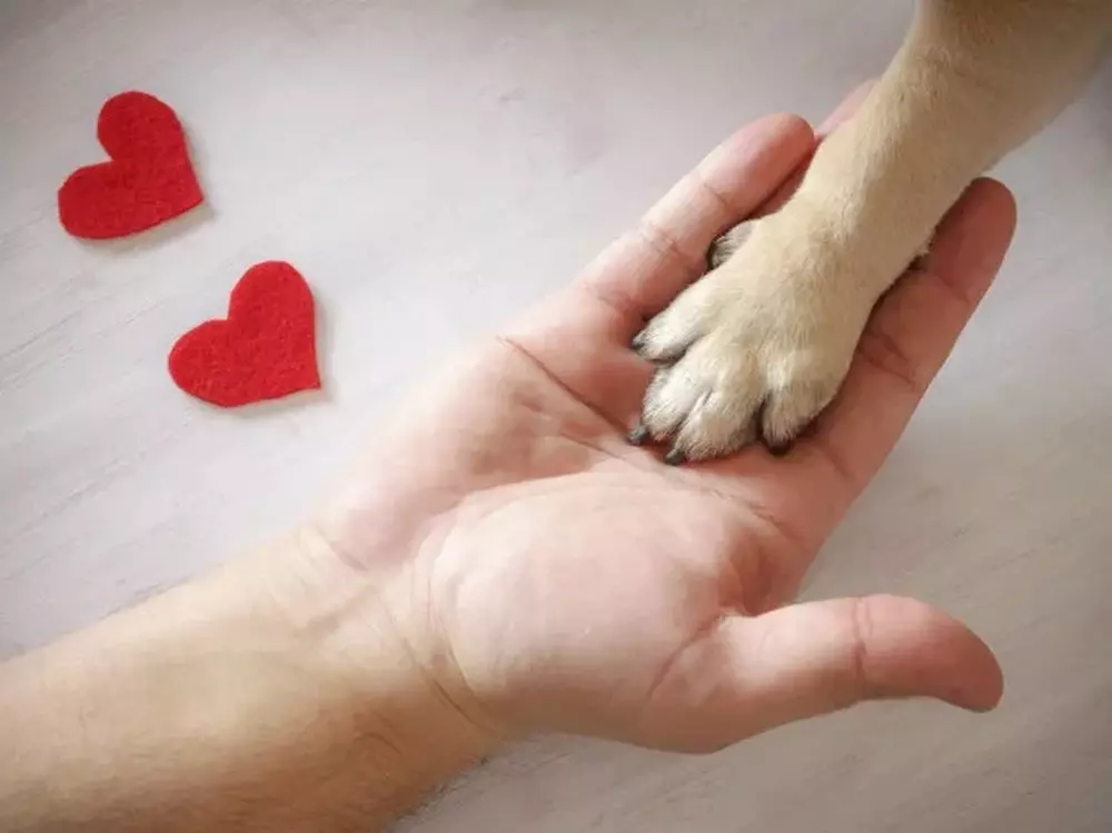 Domingo terá feira de adoção de filhotes de cães no parque do seminário